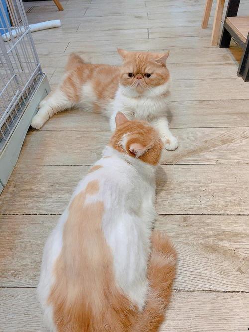 狗仔爆料加菲视频播放,加菲猫萌态视频走红网络  第2张